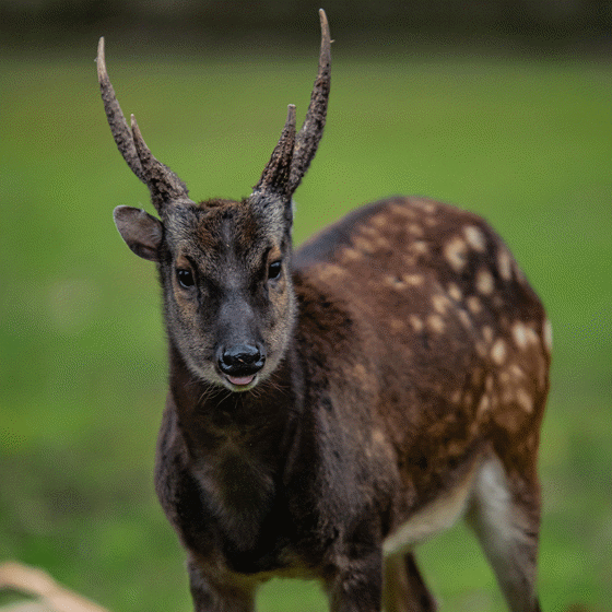 Philippine Spotted Deer 4