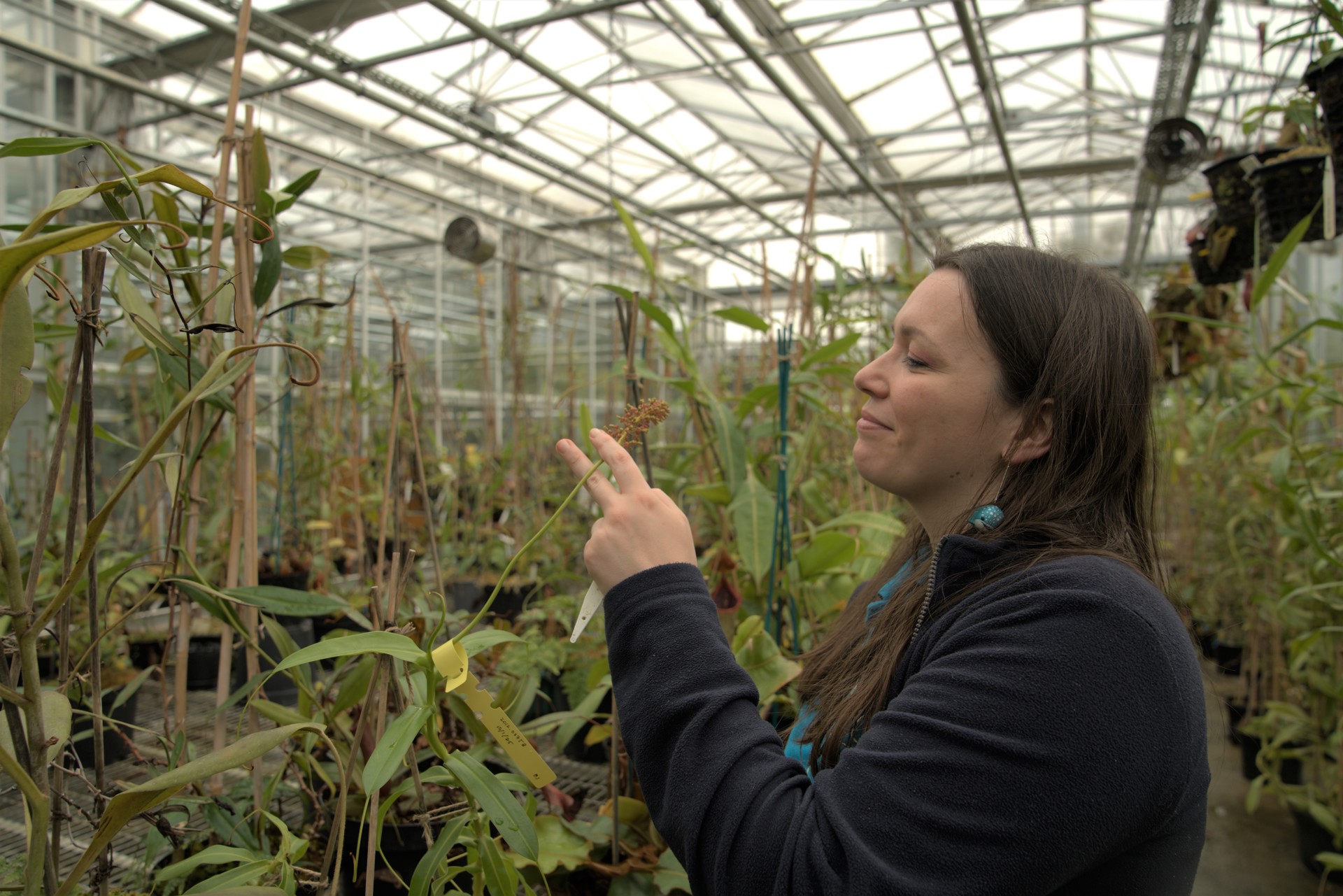 022025 Chesterzoo Nepenthenes Oliviamurrell Beckylewis Nepenthes Copyrightcz (14)