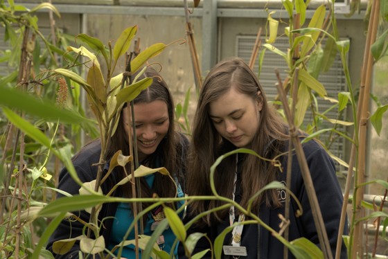 022025 Chesterzoo Nepenthenes Oliviamurrell Beckylewis Nepenthes Copyrightcz (9)