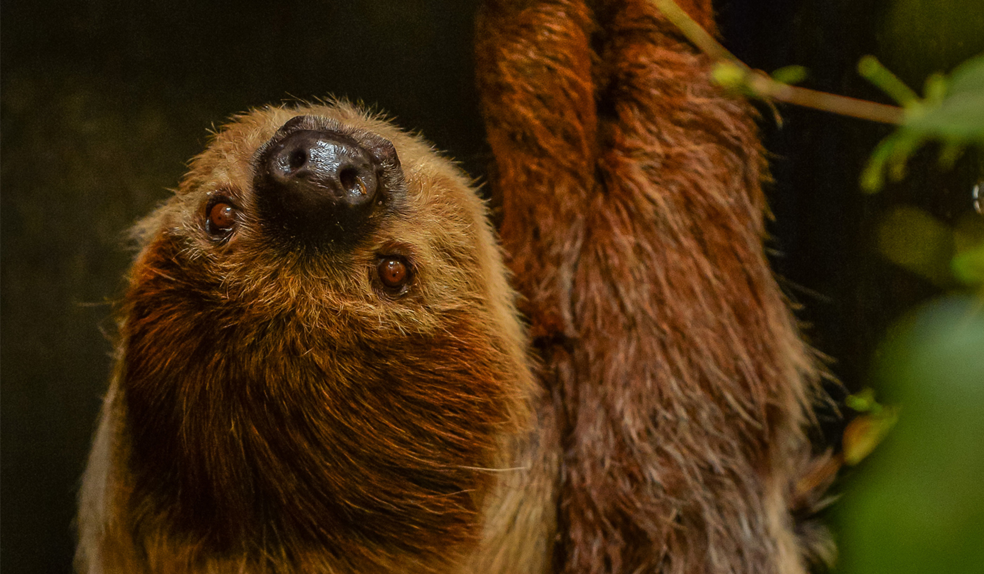 2016 Two Toed Sloth In The Zoo Desktop