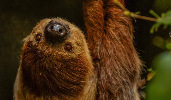 2016 Two Toed Sloth In The Zoo Desktop