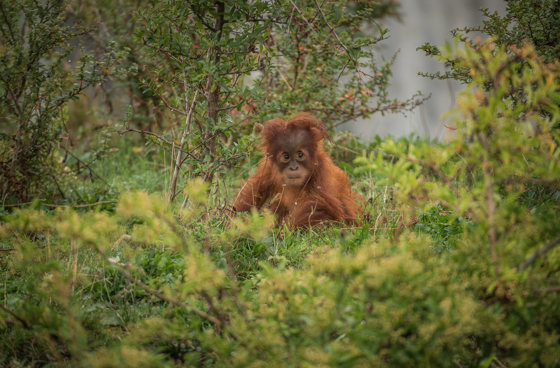 6. Kesuma The Sumatran Orangutan (2)