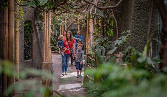 A Family Walking Through Realm Of The Red Ape