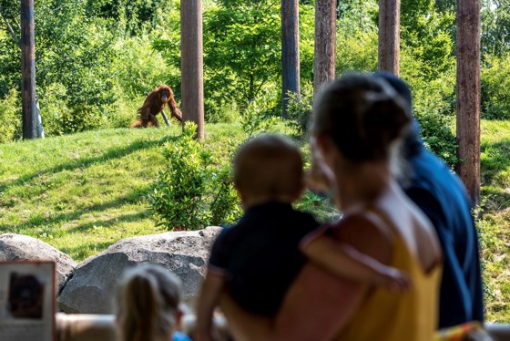 A Family Watching An Orangutan Walking By