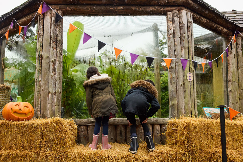 A GIANT Pumpkin Trail And Mystical Beasts Will Take Over Chester Zoo This Halloween (1)