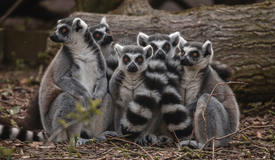 A Group Of Lemurs Huddled Together