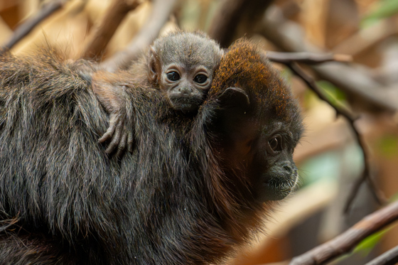 A Rare Coppery Titi Monkey Is The First Of Its Kind To Ever Be Born At Chester Zoo14