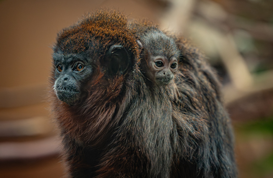 A Rare Coppery Titi Monkey Is The First Of Its Kind To Ever Be Born At Chester Zoo25