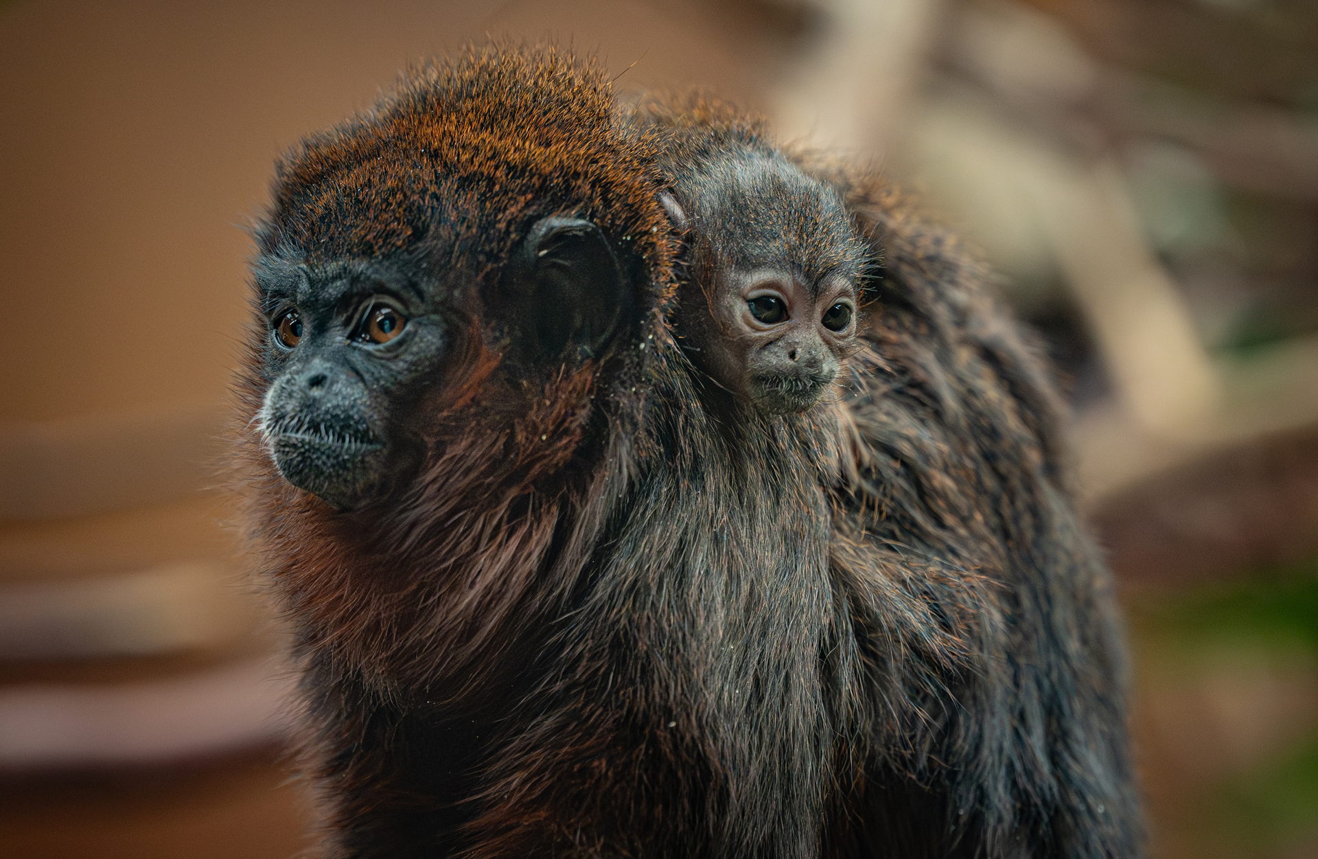 A Rare Coppery Titi Monkey Is The First Of Its Kind To Ever Be Born At Chester Zoo25
