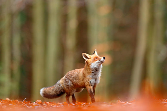 A Red Fox In The Woods