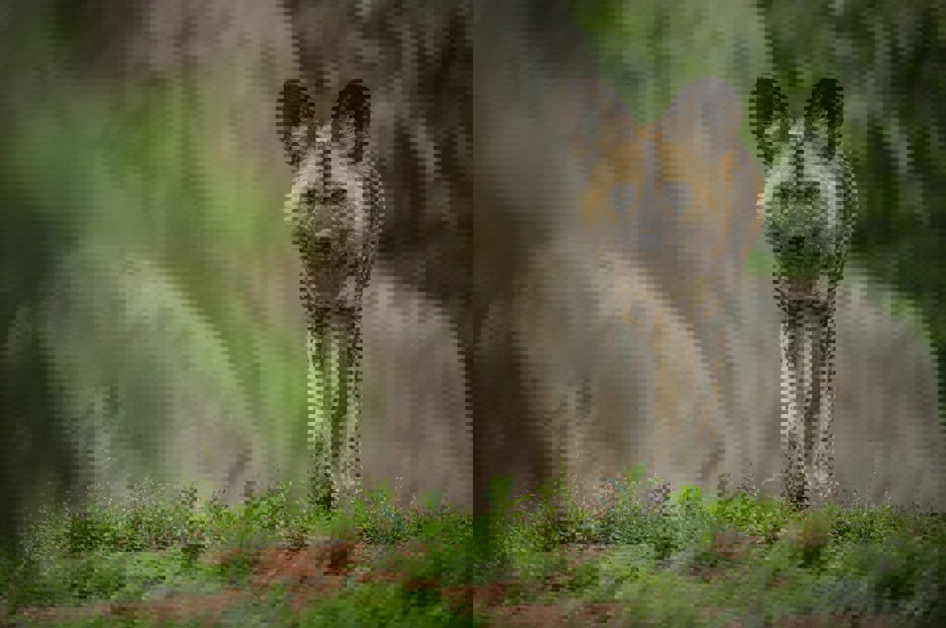 African Painted Dog 2