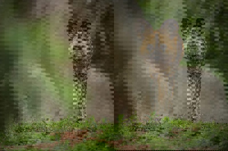 African Painted Dog 2