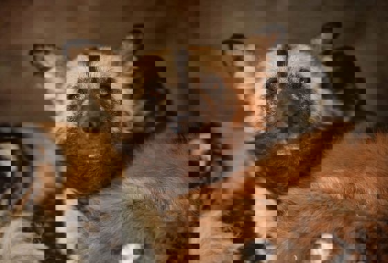 African Painted Dog 4