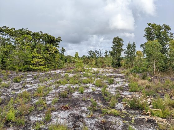 Agnalazaha Madagascar