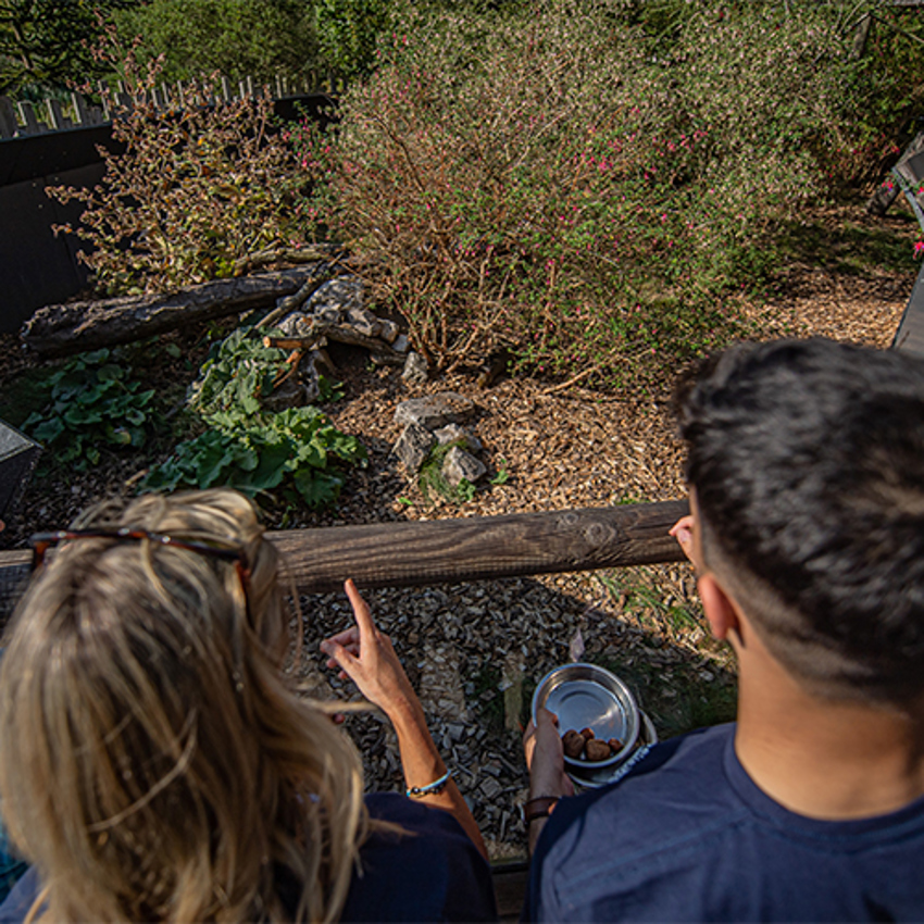 Agouti Habitat LA Experience SQAURE