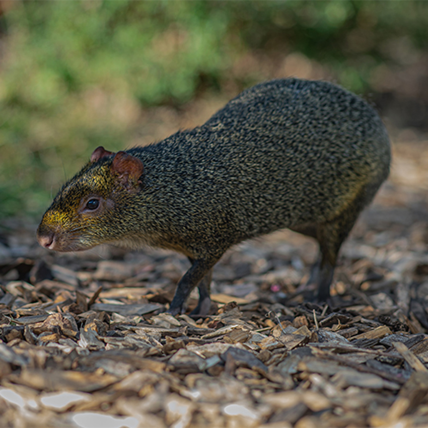 Agouti LA Experience SQUARE