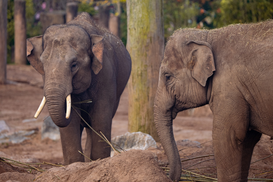 Anjan and Indali Asian elephants OCT 24