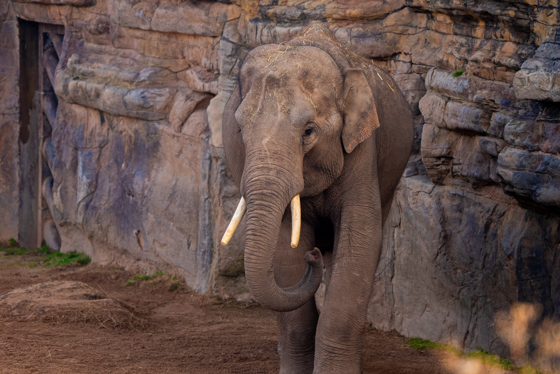 Anjan Asian Elephant OCT 24