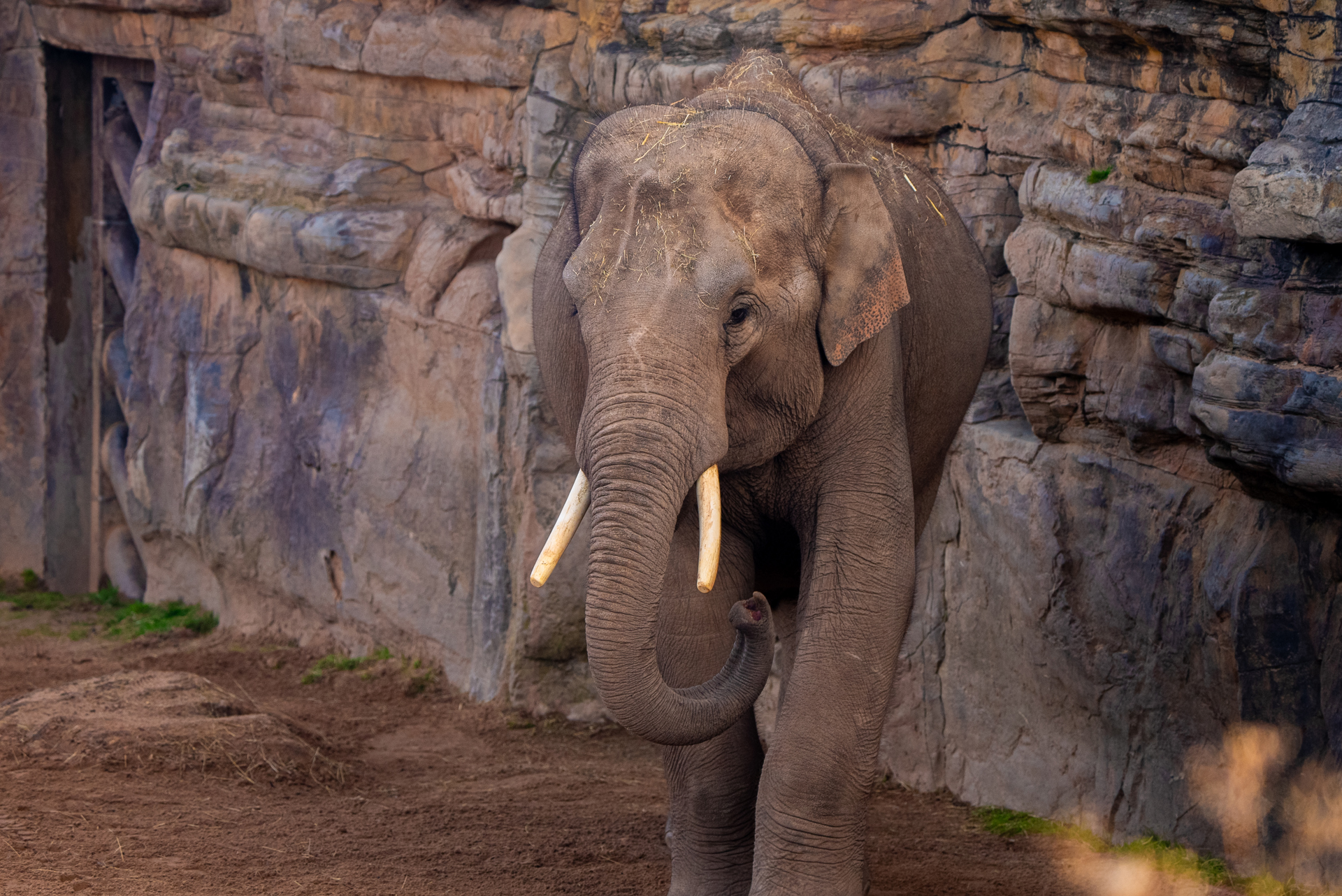 Anjan Asian Elephant OCT 24