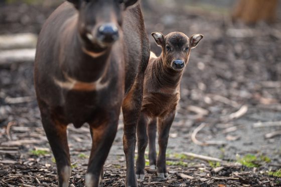 Anoa Nani And Mum Oana