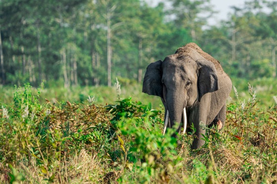 Asian Elephant India
