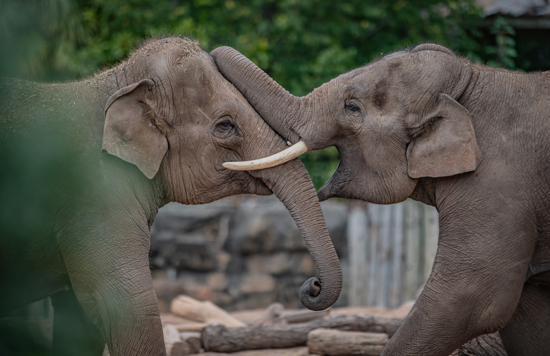 Asian Elephants At Chester Zoo Copy