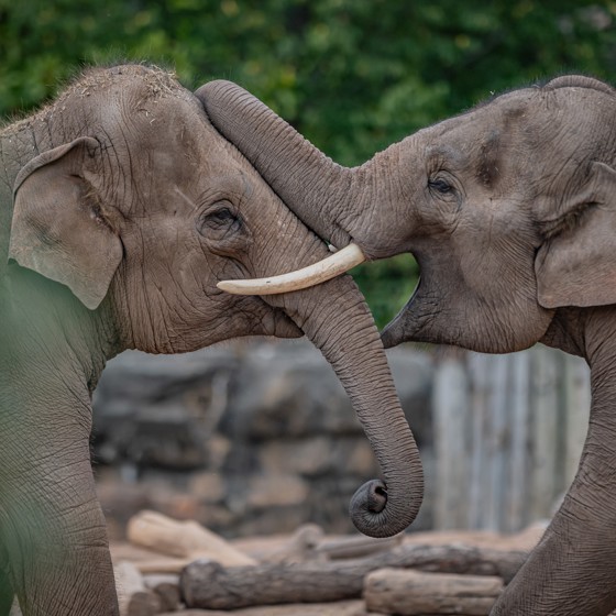 Asian Elephants At Chester Zoo