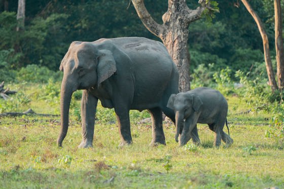 Asian Elephants In Assam India
