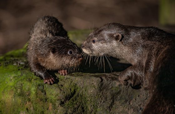 Asian Short Clawed Otter 3