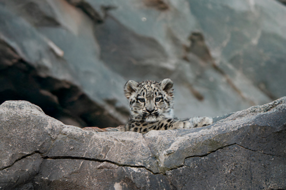 Asnow Leopard Cub, Bheri, Ventures Outside For The First Time At Chester Zoo29