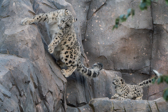 Asnow Leopard Cub, Bheri, Ventures Outside For The First Time At Chester Zoo37