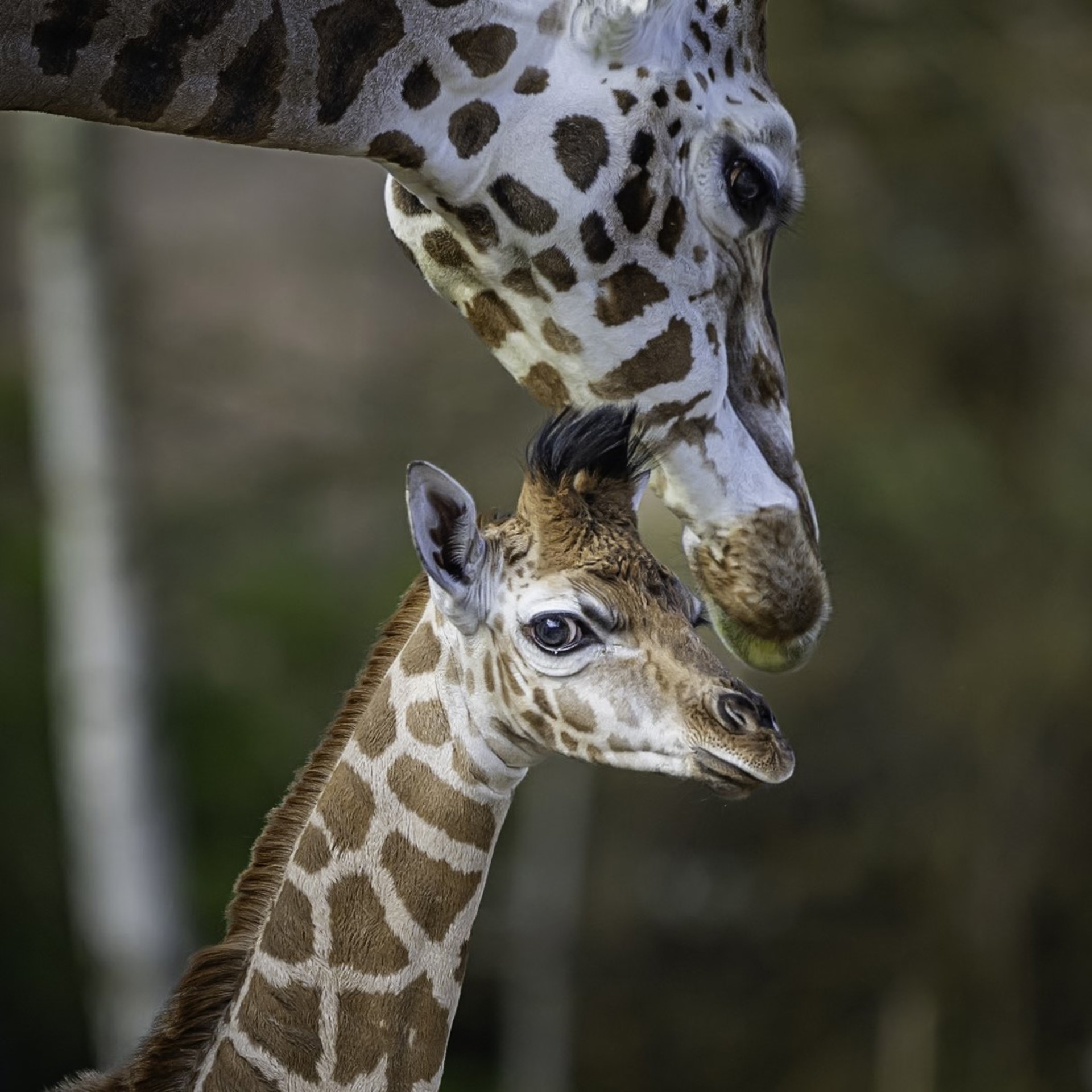 Side profile of baby giraffe looking toward the camera with the mum overhead.