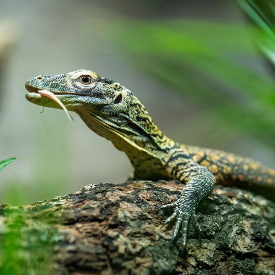Baby Komodo Dragon Square Scaled