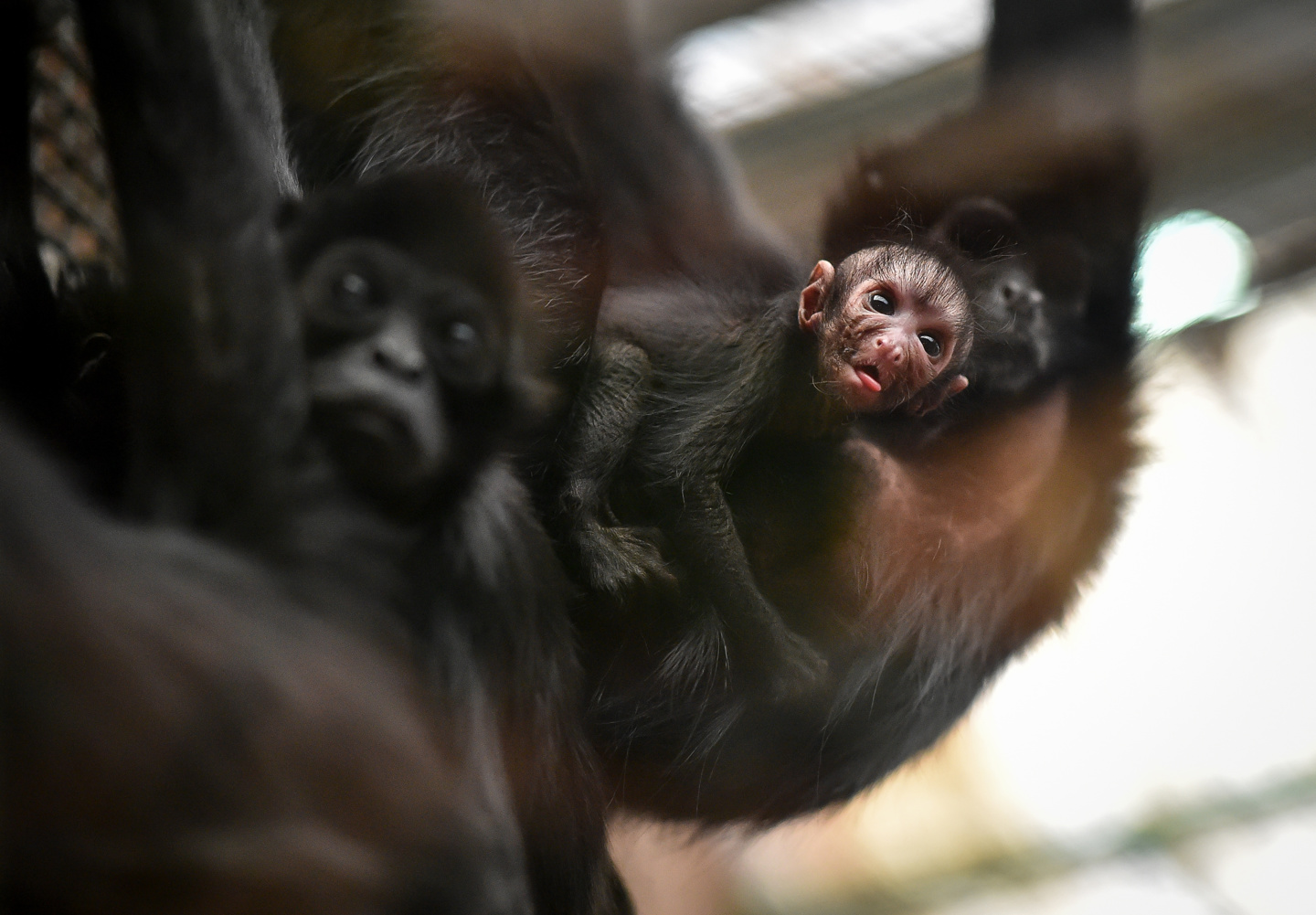 Baby Spider Monkey With Mum Kiara 1