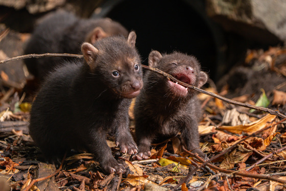 Babybushdogs 2025 16