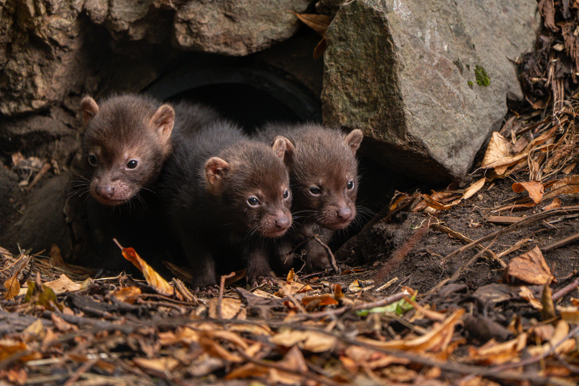 Babybushdogs 2025 7