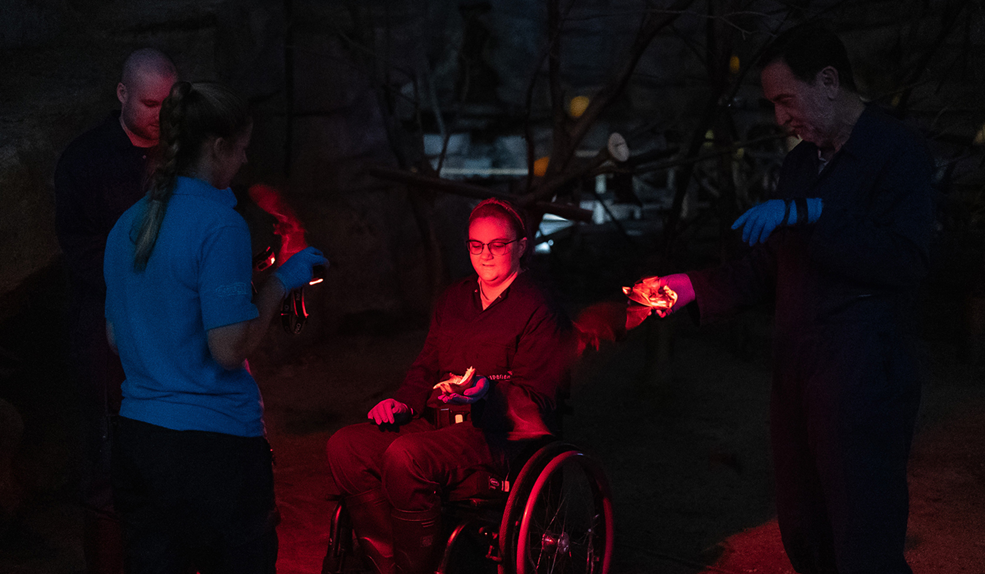 Bat Experience Desktop