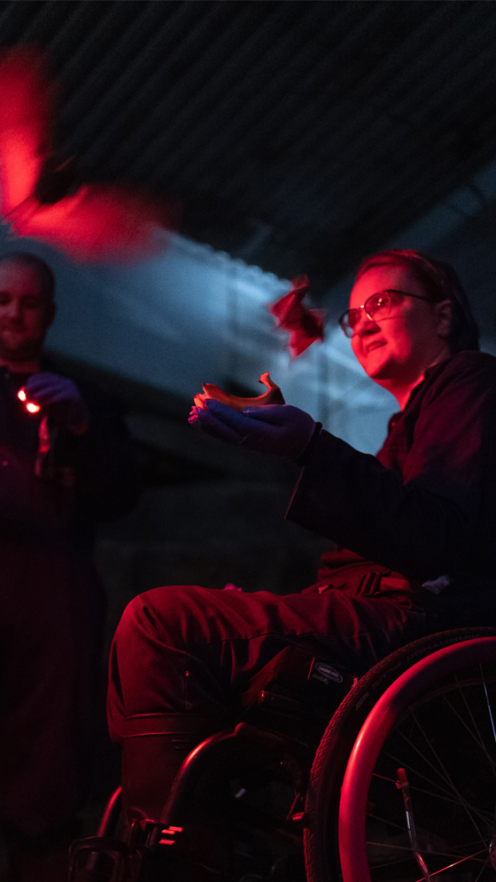 Bat Experience Mobile 2