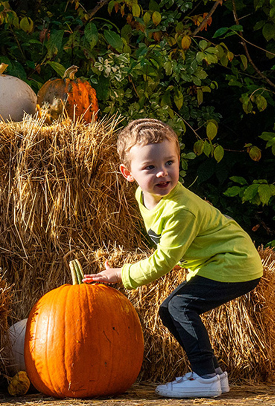 Bat Pumpkins For Halloween Resized