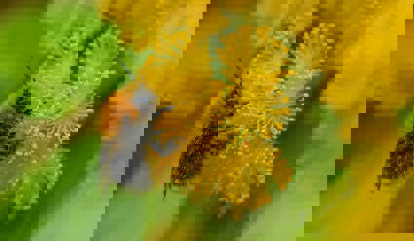 Bee Garden Habitat At The Zoo 2015 Horticulture And Botany Desktop1 1400X817 1