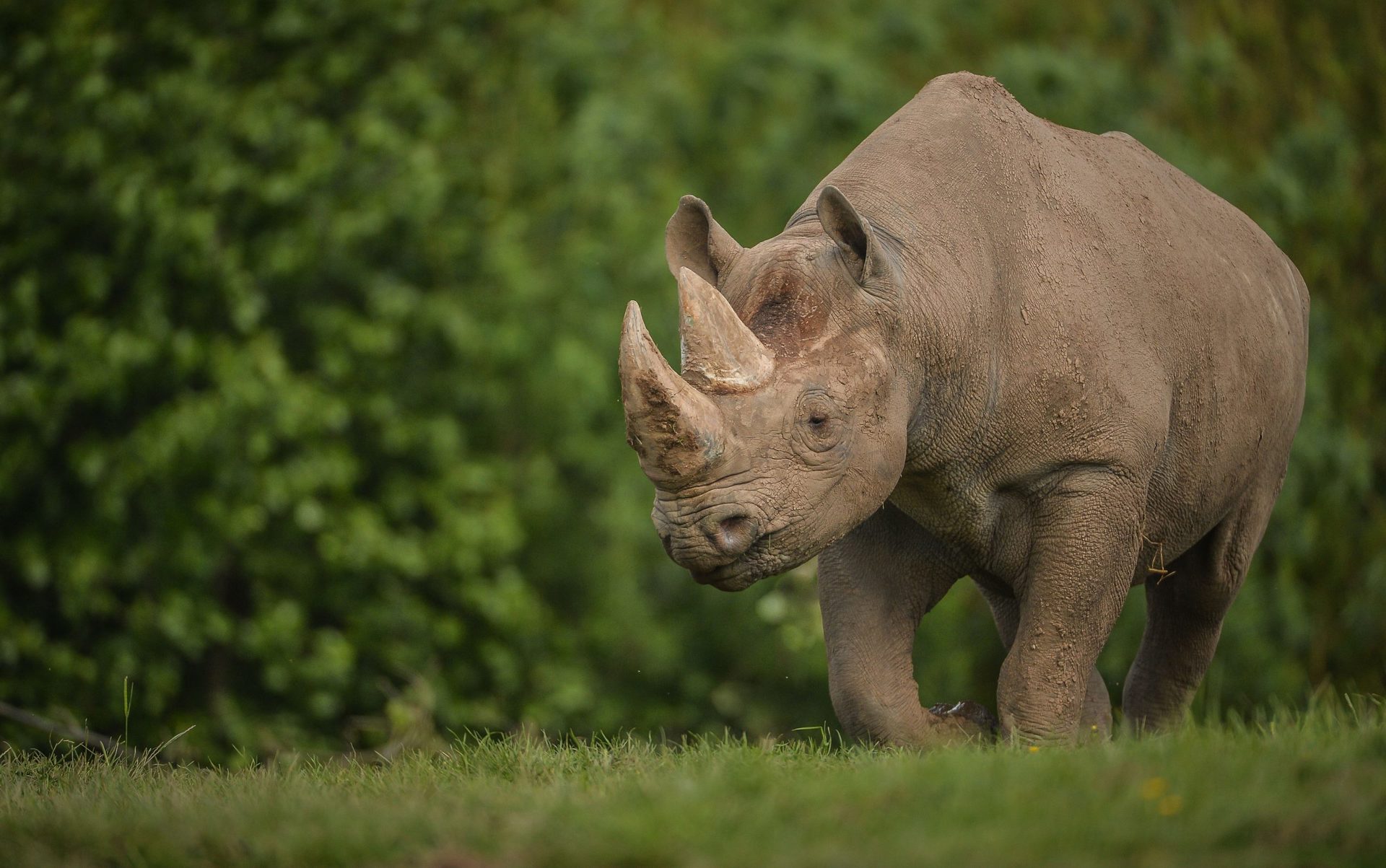 Black Rhino At Chester Zoo