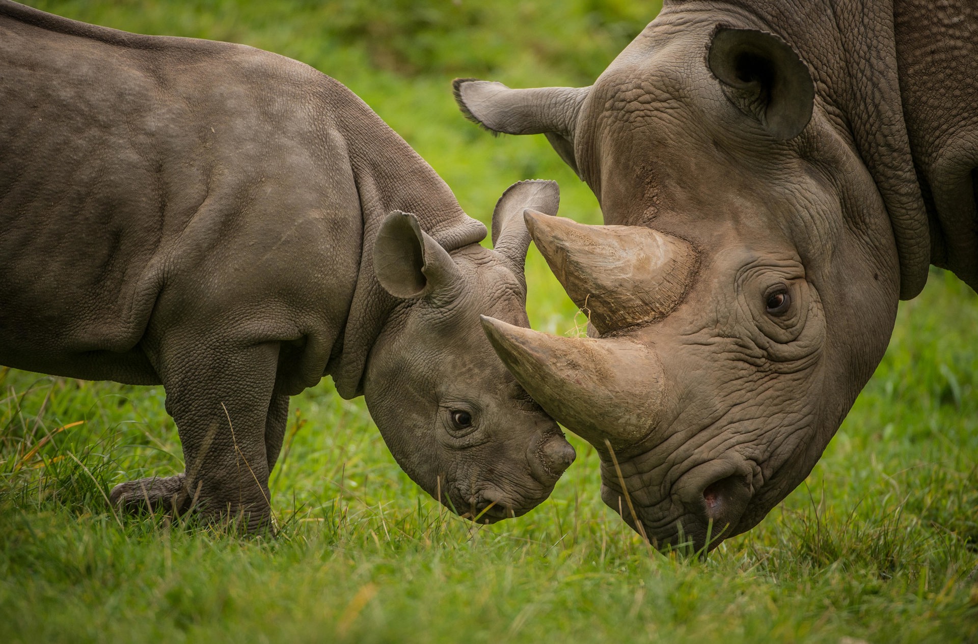 Black Rhino Calf With Mother