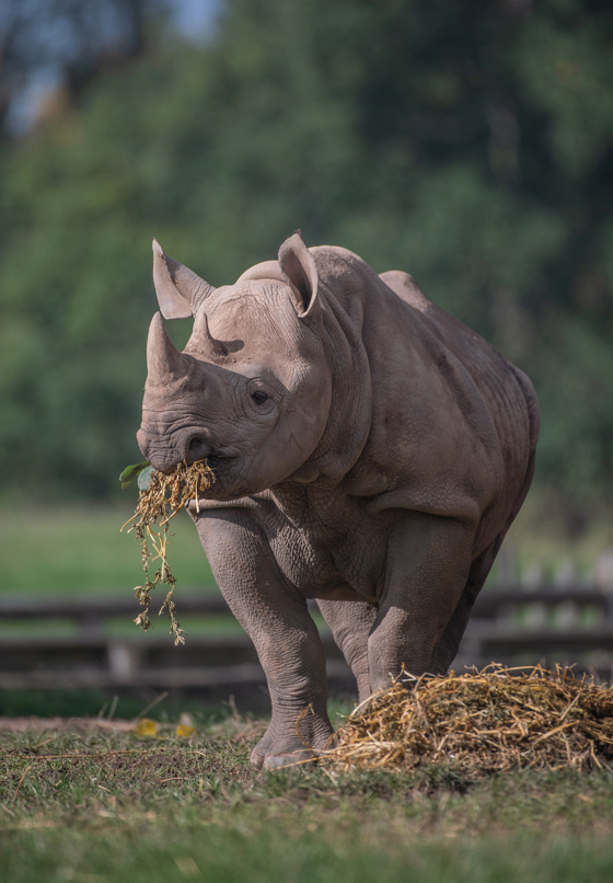 Black Rhino Eating MOBILE