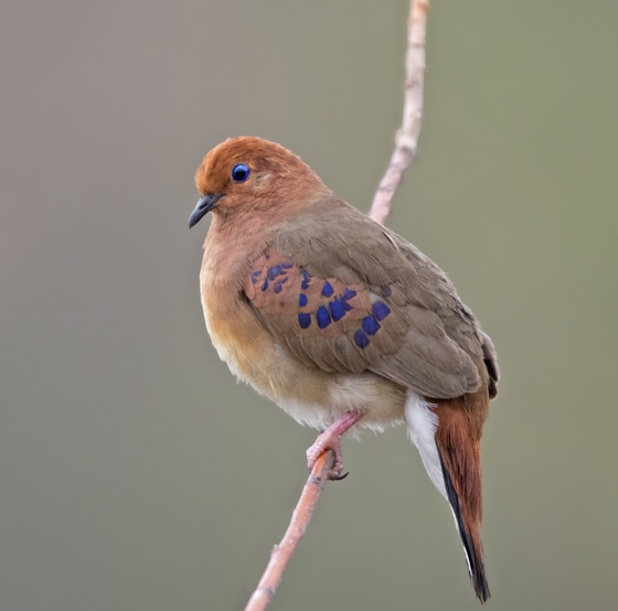 Blue Eyed Ground Doves 1