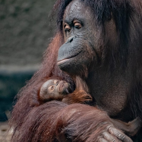 Bornean Orangutan Leia With Baby