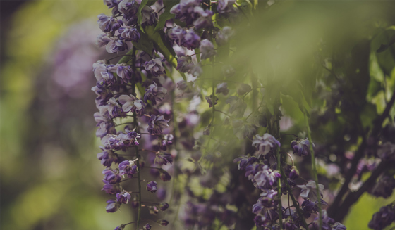 Botanists Lab Wisteria