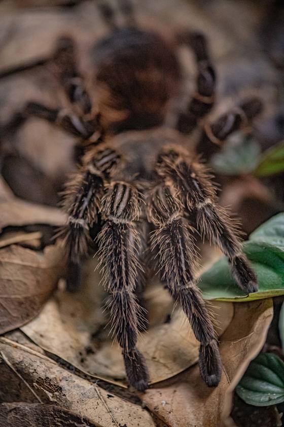Brazilian Salmon Pink Tarantula (Lasiodora Parahybana)9
