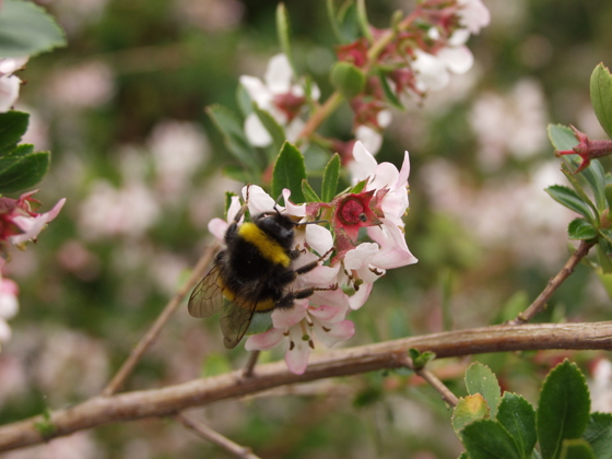 Bumblebee On Flower