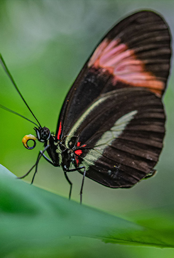 Butterfly Resized (1)