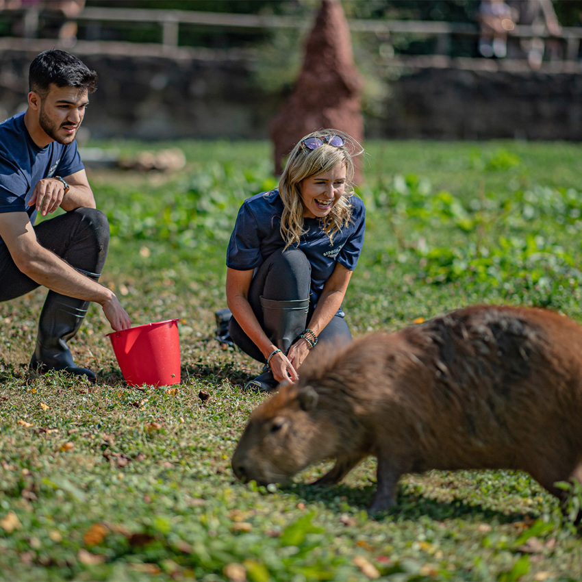 Capybara Latin American Adventure Experience